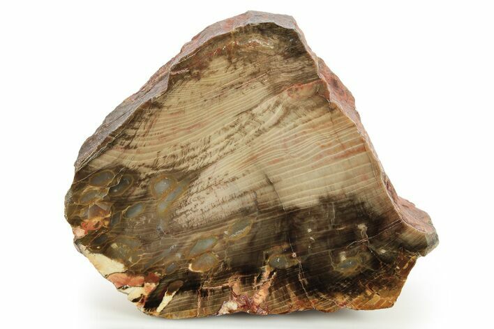 Petrified Peanut Wood Section - Australia #255790